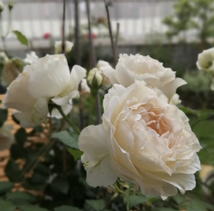 黎明/黎明天空 月季 小苗 (灌木 中香)法国新品