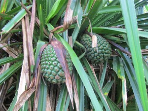 野生假菠萝 露兜树 帕梯 罗金堆 野菠萝 山菠萝5斤包邮鲜品