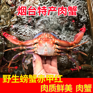 石甲红螃蟹