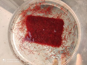 浪花冻红虫鱼食