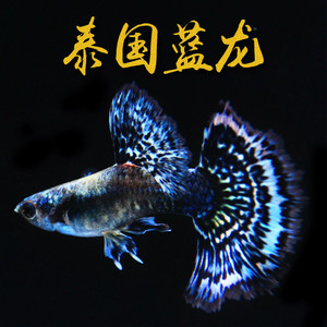 精品泰国蓝龙孔雀鱼纯种活体凤尾鱼血红蓝草天空蓝蓝白小型热带鱼