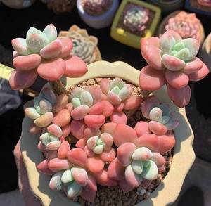 洛神洛可可克洛伊多肉植物大群生小群生多头老桩贵货韩货一物一拍