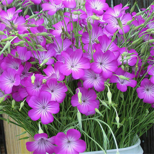 麦仙翁花卉盆栽植物好养爆盆人气两年生粉色阳台新品推荐小苗春天