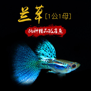 蓝草尾精品纯种兰草热带观赏鱼孔雀鱼凤尾鱼大尾种鱼活体