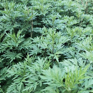 广西桂林食用当天现摘新鲜艾草叶嫩艾叶现采野生清明草糍粑蔬菜