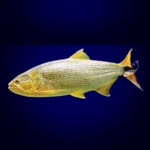 黄金河虎巴西红尾龙鱼配鱼观赏鱼练手鱼活体大型凶猛鱼