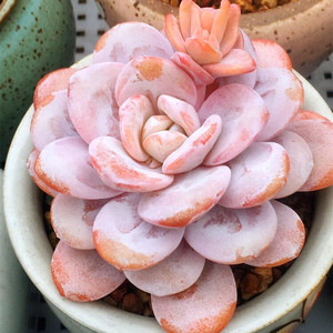 粉雪莲多肉植物