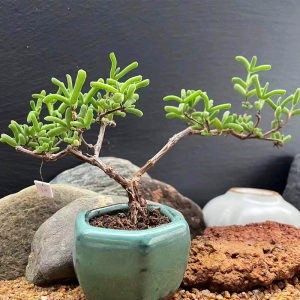 冰糕水晶小虾钳枝干番杏2年盆龄非米粒冰晶糖球枝干一物一拍含盆