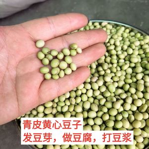 重庆青皮豆子四川农村乡下自种老式黄豆非转基因打豆浆做豆腐包邮
