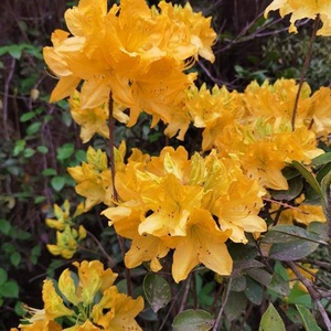 【黄映山红】黄映山红品牌,价格 - 阿里巴巴