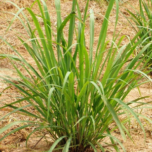 柠檬香茅草 香茅 泡茶 做菜 料理 芳香植物 泰国冬阴功汤料酱香料