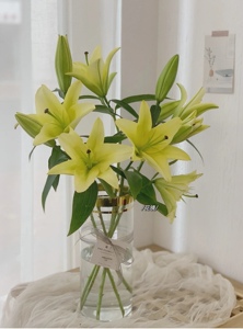 黄色百合多头黄天霸香水百合云南鲜花基地直发水养