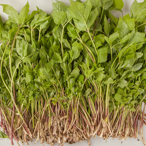 东升旗舰店天猫东升农场 新鲜西芹 西洋芹菜轻食 养生 广州蔬菜 3/5