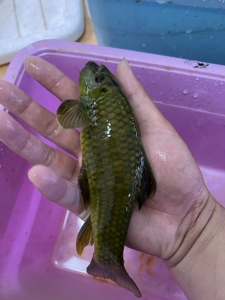 东方墨头猪鼻鱼癞鼻子冷水清道夫 除藻神器观赏鱼