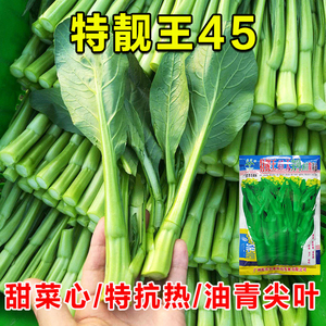 广州农科院特靓王45天菜心种子尖叶油绿夏季耐热四季早熟菜苔种籽