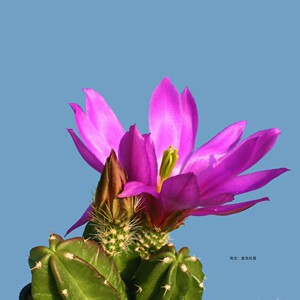 番茄园艺淘宝四季花语紫翠虾仙人球美桃虾鹿角柱属大花仙人掌多肉