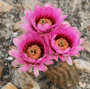 折墨虾仙人球实生