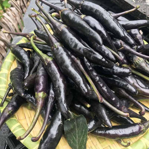 黑紫色彩椒苗辣椒高产抗病牛角寿光蔬菜种籽孑籽种tb5139039843009