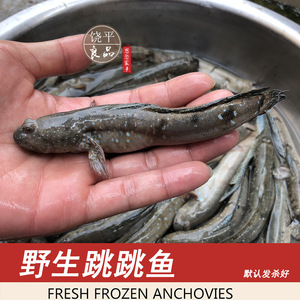 新鲜跳跳鱼 一斤25-32条弹涂鱼滩涂鱼 野生鲜活石浦海鲜舟山鱼类