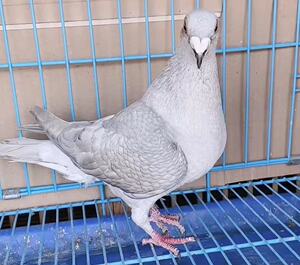 00一号店8888666淘宝银鱼鳞鸽子异色鸽信鸽种鸽活体一对皮特兰鸽子