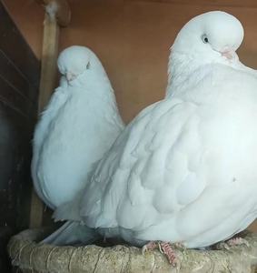 鹰钩嘴精品大头白色寿星鸽子种鸽活体种蛋可孵化宠物鸽受精蛋一对