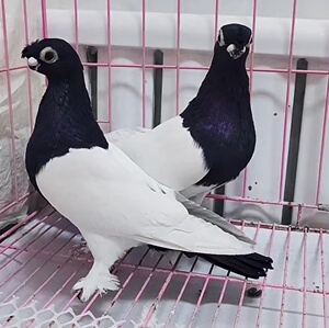 新疆精品短嘴观赏鸽种鸽种蛋金眼毛脚凤头三瓣嘴两头乌受精蛋一对