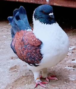 大体大头眯眯眼三色摩登那种鸽活体 种蛋大象腿圆环鸽子受精蛋