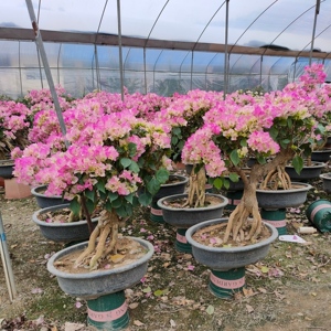 三角梅盆景绿樱原生矮霸提根桩别墅庭院大型花卉四季开花不断樱花