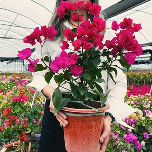 绿叶泰国蓝月亮稀有品种三角梅盆栽大苗爬藤带花苞超勤花开花不断