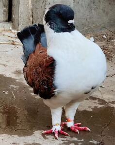 大体三色摩登那鸽子种鸽活体一对精品观赏鸽子公斤鸽元宝鸽圆环鸽