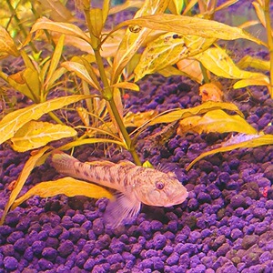 原生溪流淡水小型子陵溪吻纹腮白面虾虎鱼底层耐活好养冷水观赏鱼