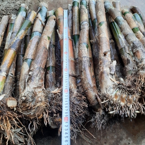 巨龙竹竹苗大型竹子苗云南正宗巨龙竹