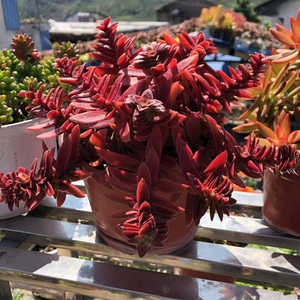 赤鬼城多肉植物红叶祭组合室内外盆栽红色肉肉多头群生满30包邮