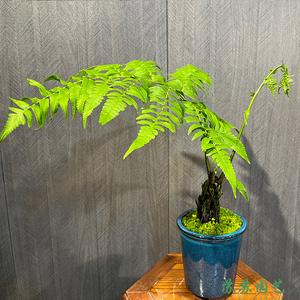 一叶蕨紫萁蕨网红蕨盆景室内观叶四季常青植物办公室好养禅意空间