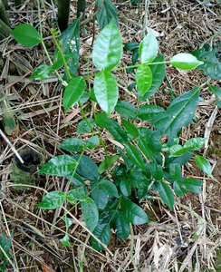 两面针(二面针,入地金牛,红心刺刁根,红倒钩簕,观赏,药用)