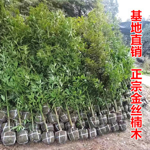 正宗金丝楠木树苗大树小叶桢楠庭院别墅地栽盆栽名贵镇宅绿化大树