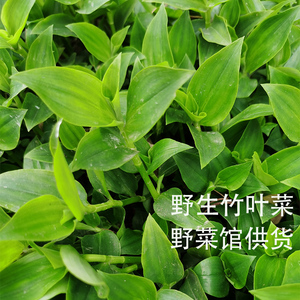 野生竹叶菜