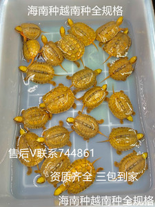越南三线闭壳龟纯种海南金钱龟苗幼龟淡水观赏招财小宠物乌龟活物