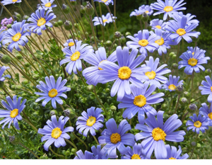 绿宝宝园艺 蓝玛 蓝色费利菊雏菊多年生阳台盆栽花卉蓝色花园耐阴