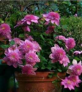 铁线莲皇帝宽瓣