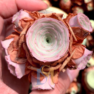 龙萦小情书山地玫瑰 黄金山地 多肉植物一物一拍桌面绿植森墨园艺