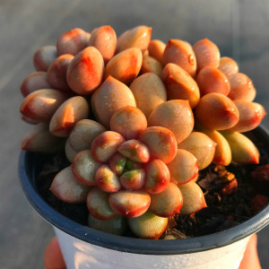 多肉植物红葡萄