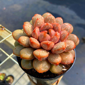 多肉植物红葡萄