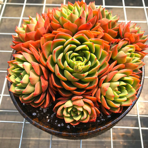 超大贝拉多拉群生多肉植物 多头红色大颗超值盆栽防辐射花卉栽好