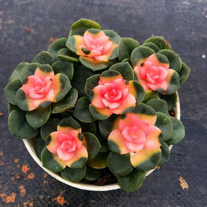 粉色巧克力锦  稀少品种小贵货云南精品花卉盆栽防辐射七彩多肉