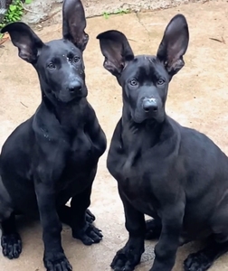 黑狼犬幼犬活体墨界纯种黑狼犬中华巨型黑色狼狗幼崽黑狼犬出售
