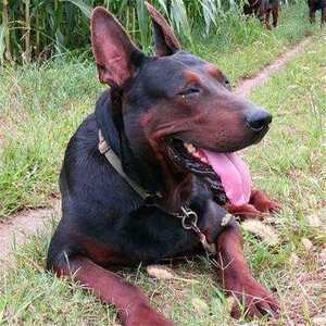 纯种莱州红幼犬活体虎头莱州红犬大型苏联红幼犬看家护院中国红犬