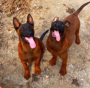 纯种马犬活体比利时警犬工作犬军犬马犬幼犬进口血统黑马红马出售