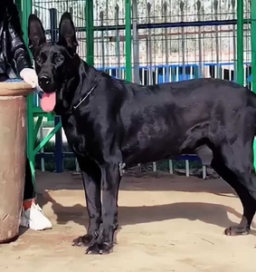 纯种黑狼犬幼犬活体墨界纯种黑狼犬中华巨型黑色狼狗幼崽黑狼军犬