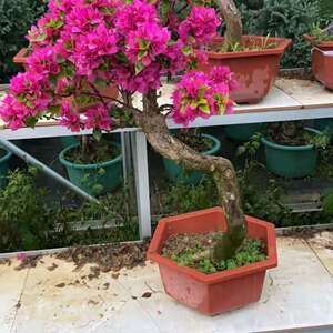 聚彩花屋淘宝三角梅老桩攀爬藤本云南紫四季开花阳台盆栽花卉庭院多